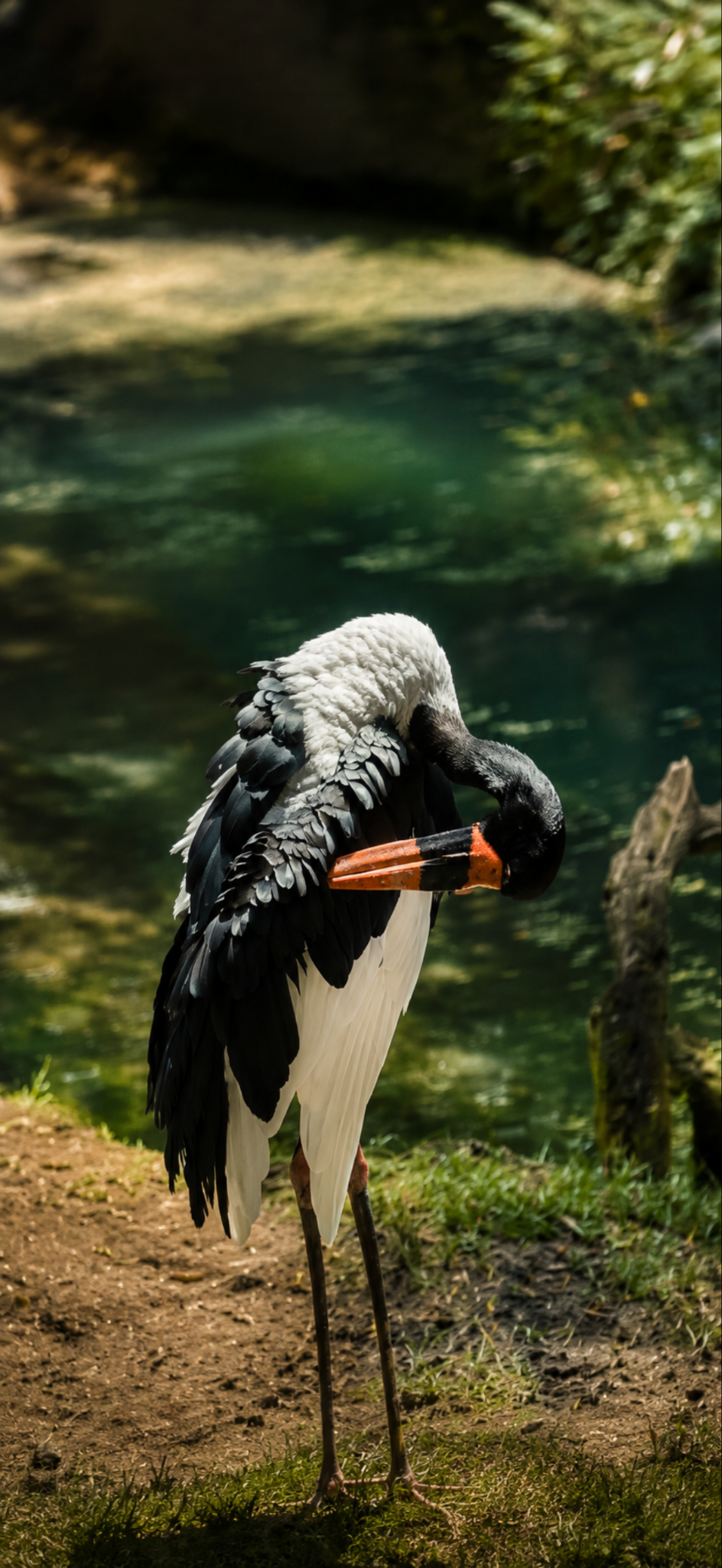 Black and white stork preening beside green water