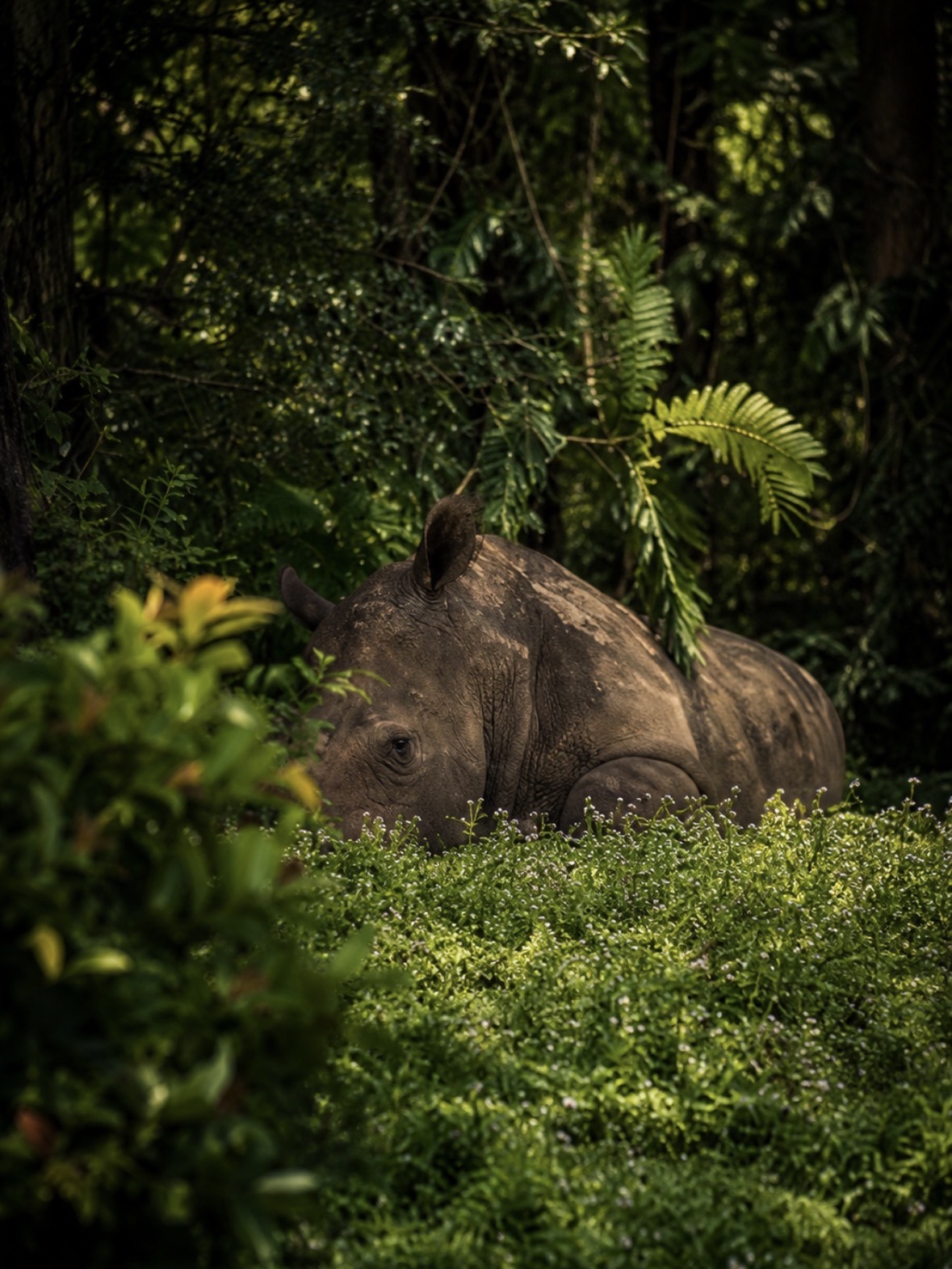 Rhinoceros resting among dense green plants