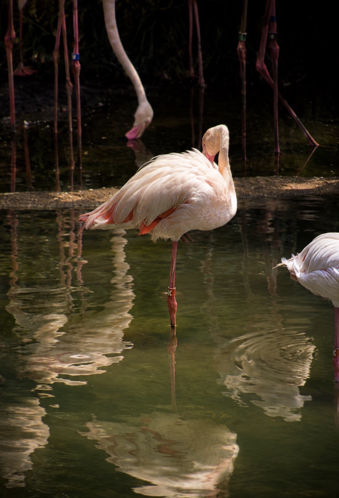 Flamingo standing in reflective water