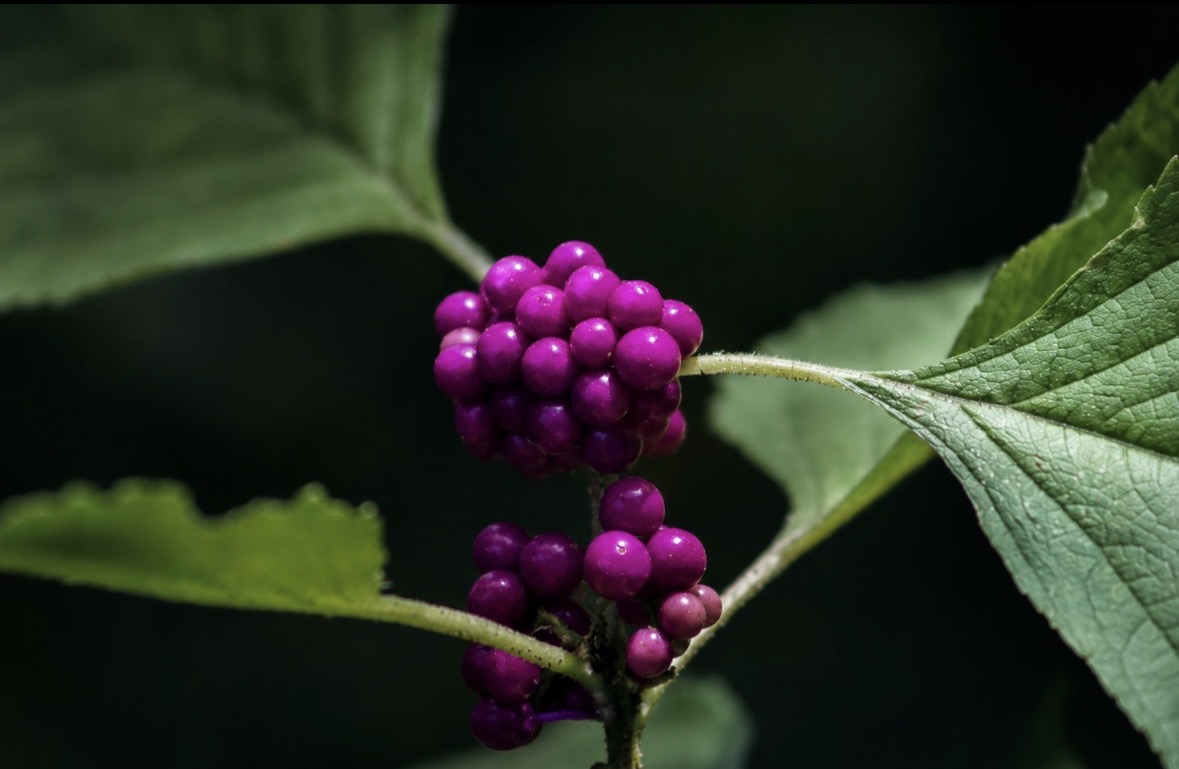 Purple berries surrounded by textured green leaves