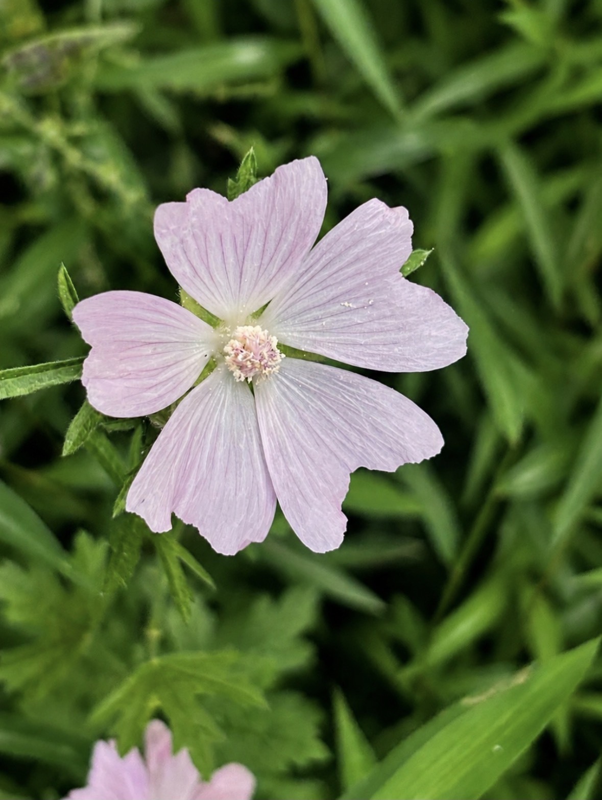 Pale pink flower against green foliage