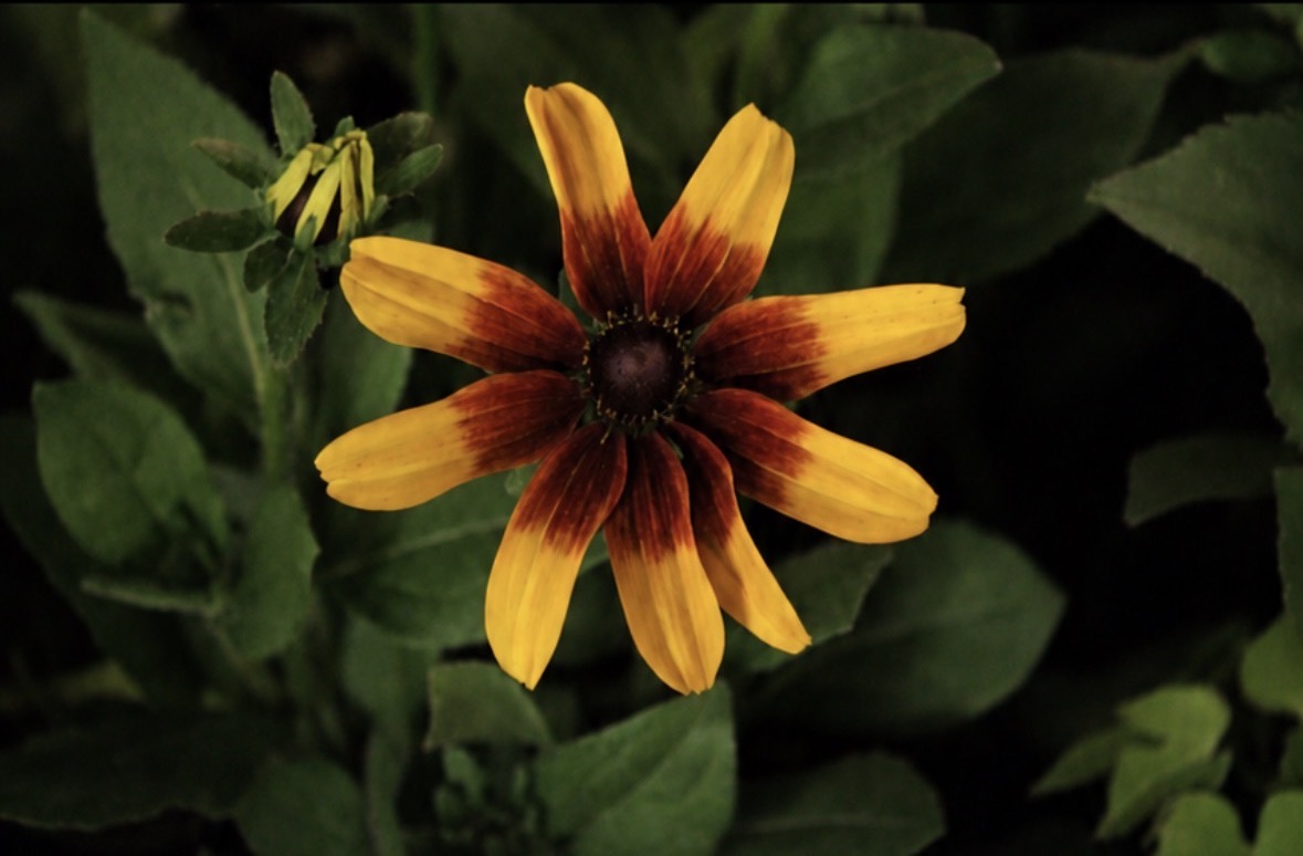 Yellow and burgundy flower against dark leaves